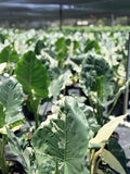 Alocasia Macrorrhiza Variegated | Rare Variegated Elephant Ear Plant