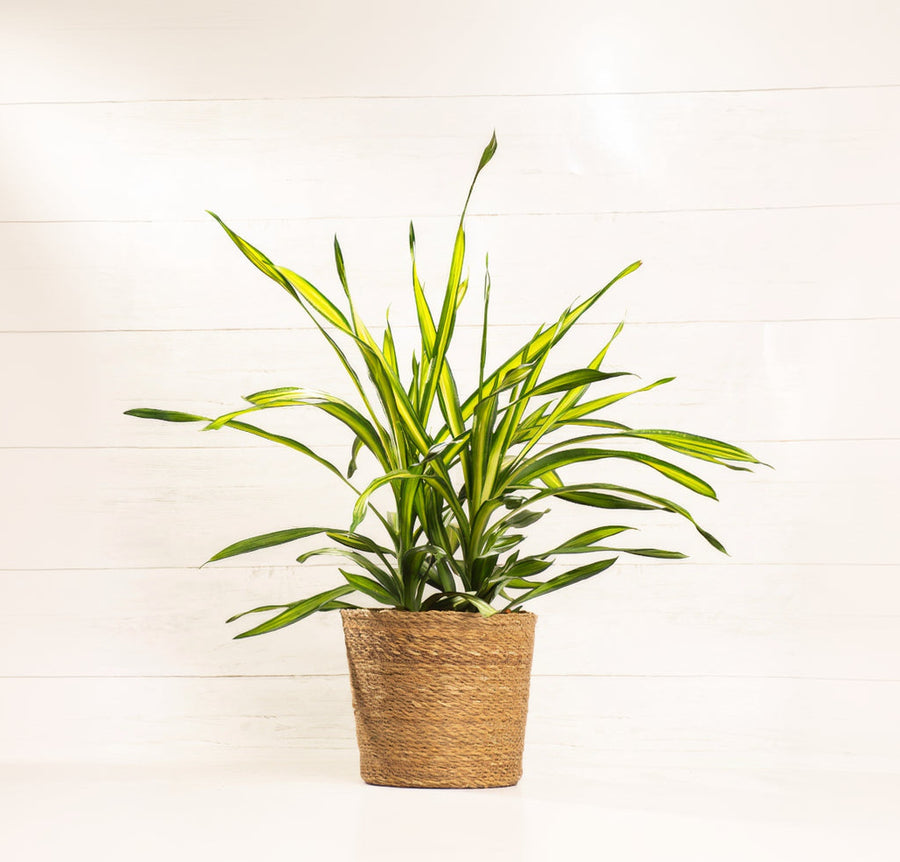 Dracaena Rikki