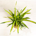 Dracaena Rikki