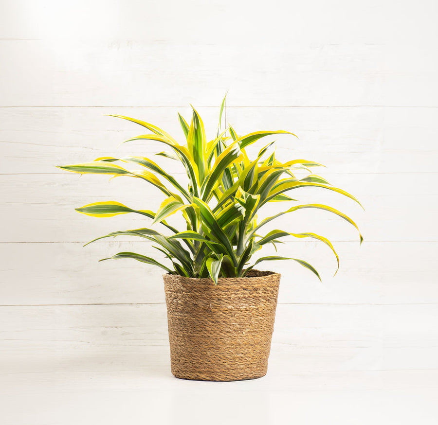 Dracaena Lemon Lime