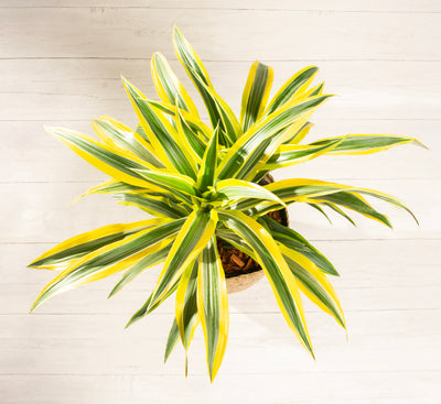 Dracaena Lemon Lime