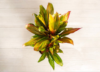 Cordyline Harlequinn Cane