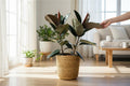 Ficus Burgundy