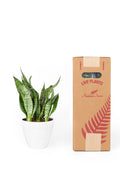 Sansevieria Futura Green