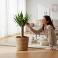 Yucca Cane