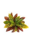 Croton Petra