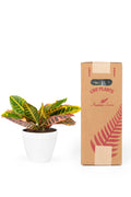 Croton Petra