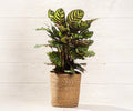 Calathea Peacock