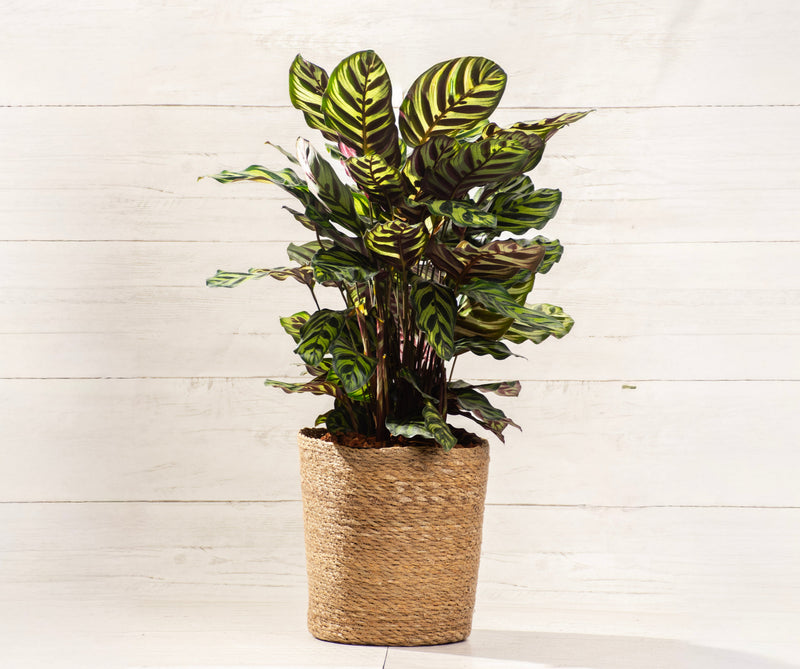 Calathea Peacock