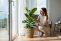 Ficus Lyrata Column
