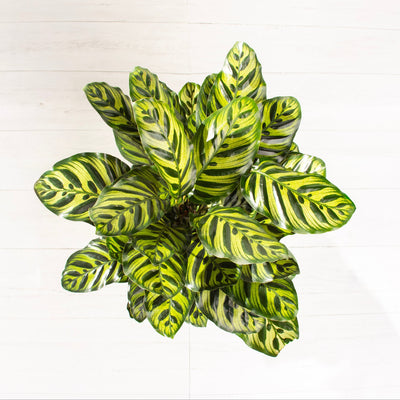 Calathea Peacock