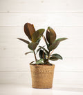 Ficus Robusta