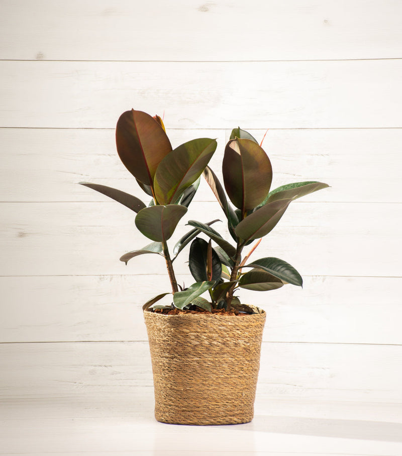 Ficus Robusta