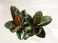 Ficus Robusta