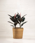 Ficus Burgundy