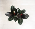 Ficus Burgundy
