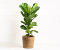 Ficus Lyrata Column