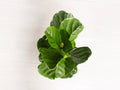 Ficus Lyrata Column