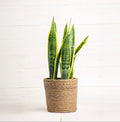 Sansevieria Laurentii