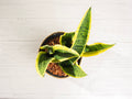 Sansevieria Laurentii
