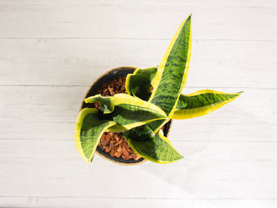 Sansevieria Laurentii