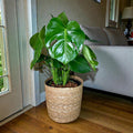 Philodendron Monstera