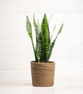 Sansevieria Zeylanica