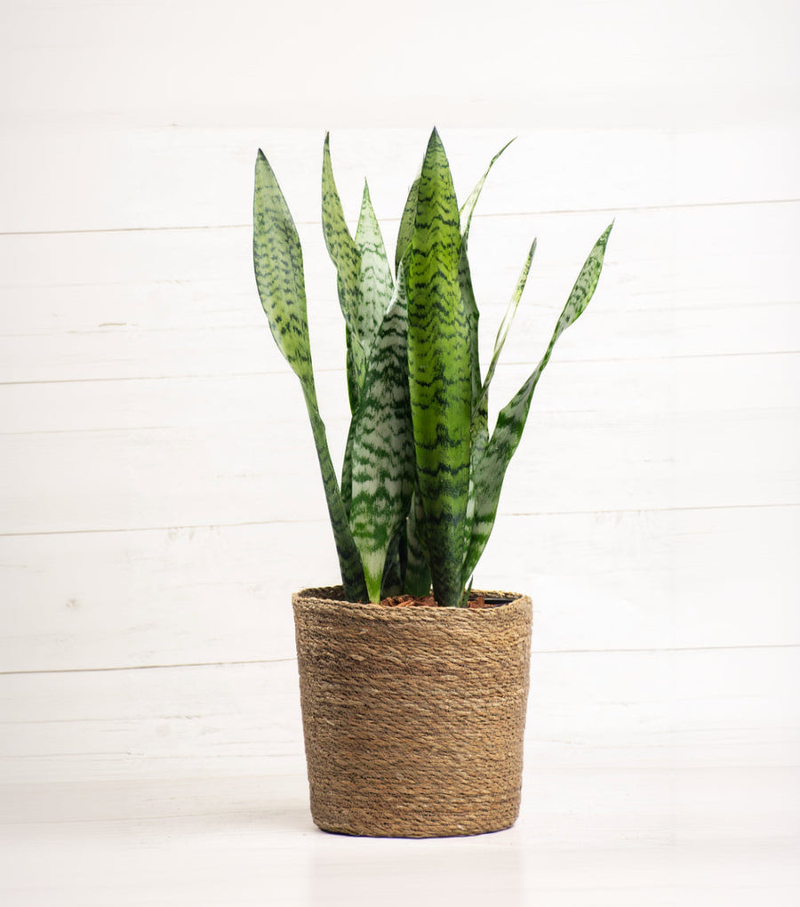 Sansevieria Zeylanica