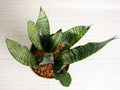 Sansevieria Zeylanica