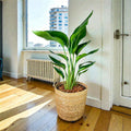 White Bird Of Paradise