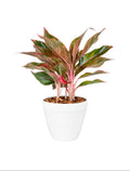 Aglaonema Siam