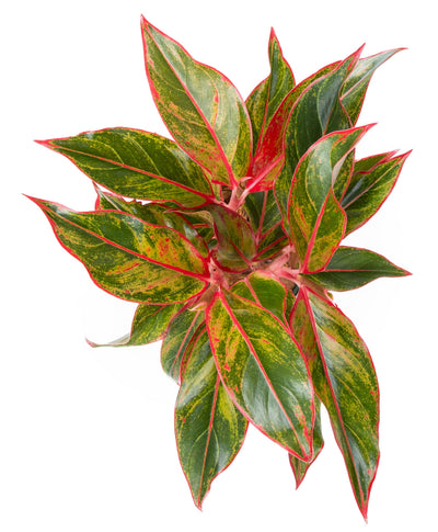 Aglaonema Siam