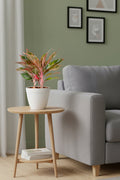 Aglaonema Siam