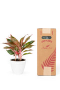 Aglaonema Siam