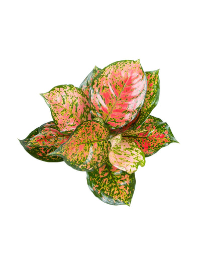 Aglaonema Red Valentine
