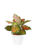 Aglaonema Red Valentine