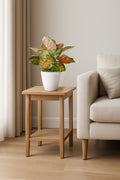 Aglaonema Red Valentine
