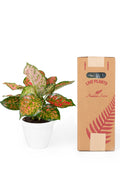 Aglaonema Red Valentine