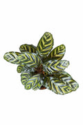 Calathea Peacock