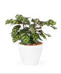 Calathea Peacock