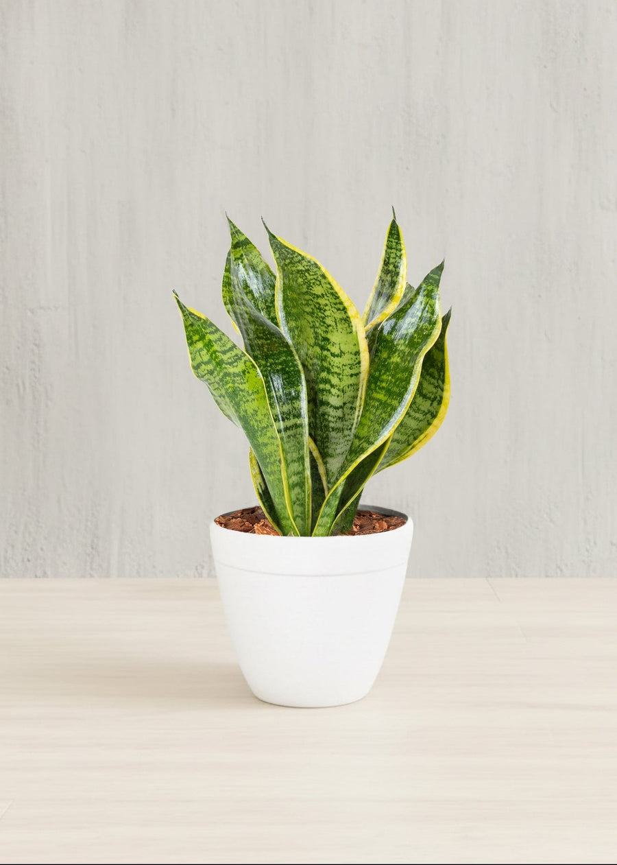 Sansevieria Futura Superba