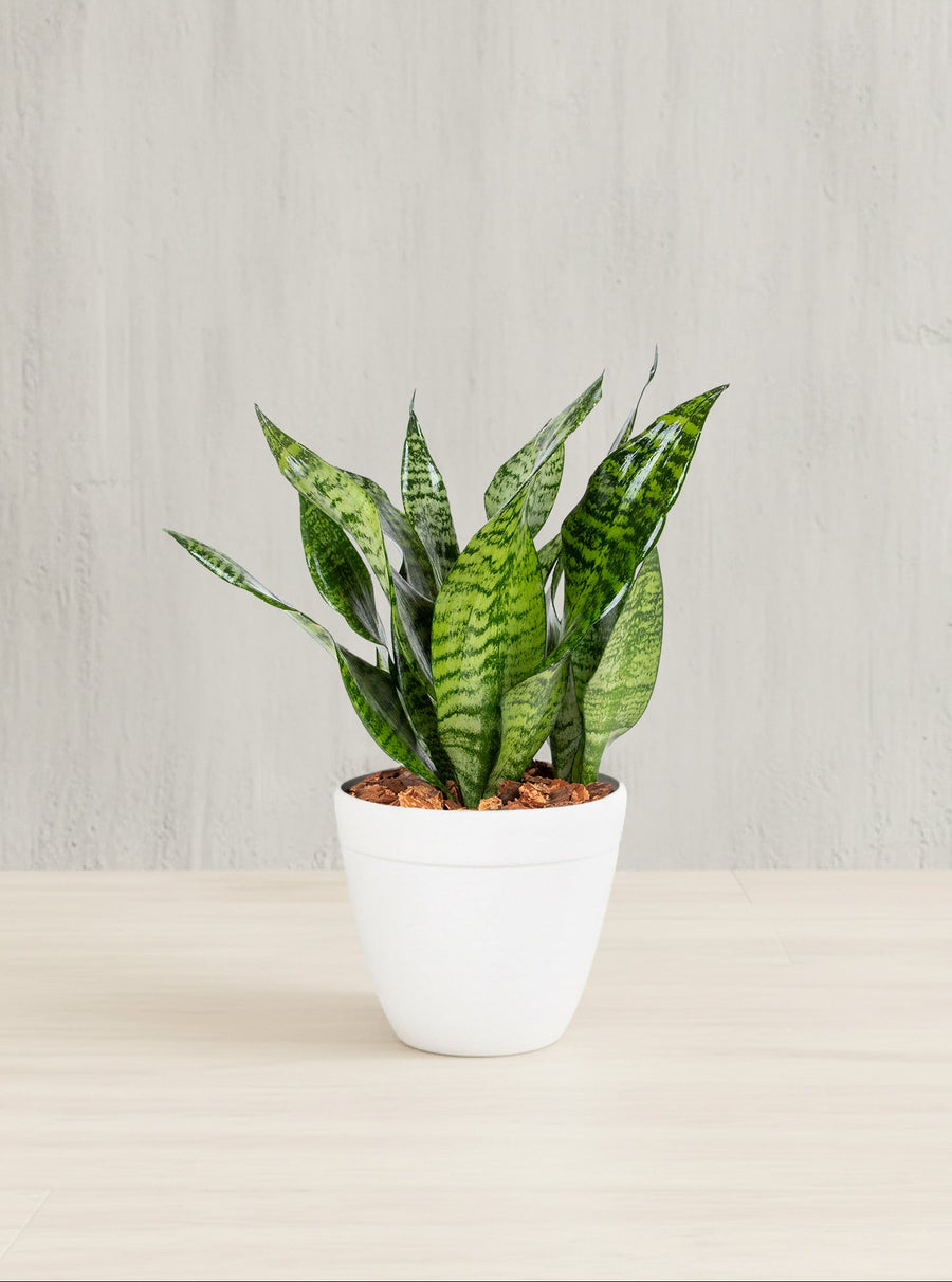 Sansevieria Futura Green