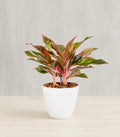 Aglaonema Siam