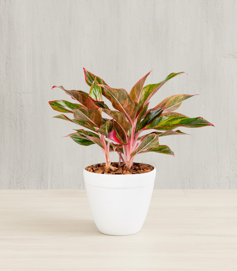 Aglaonema Siam