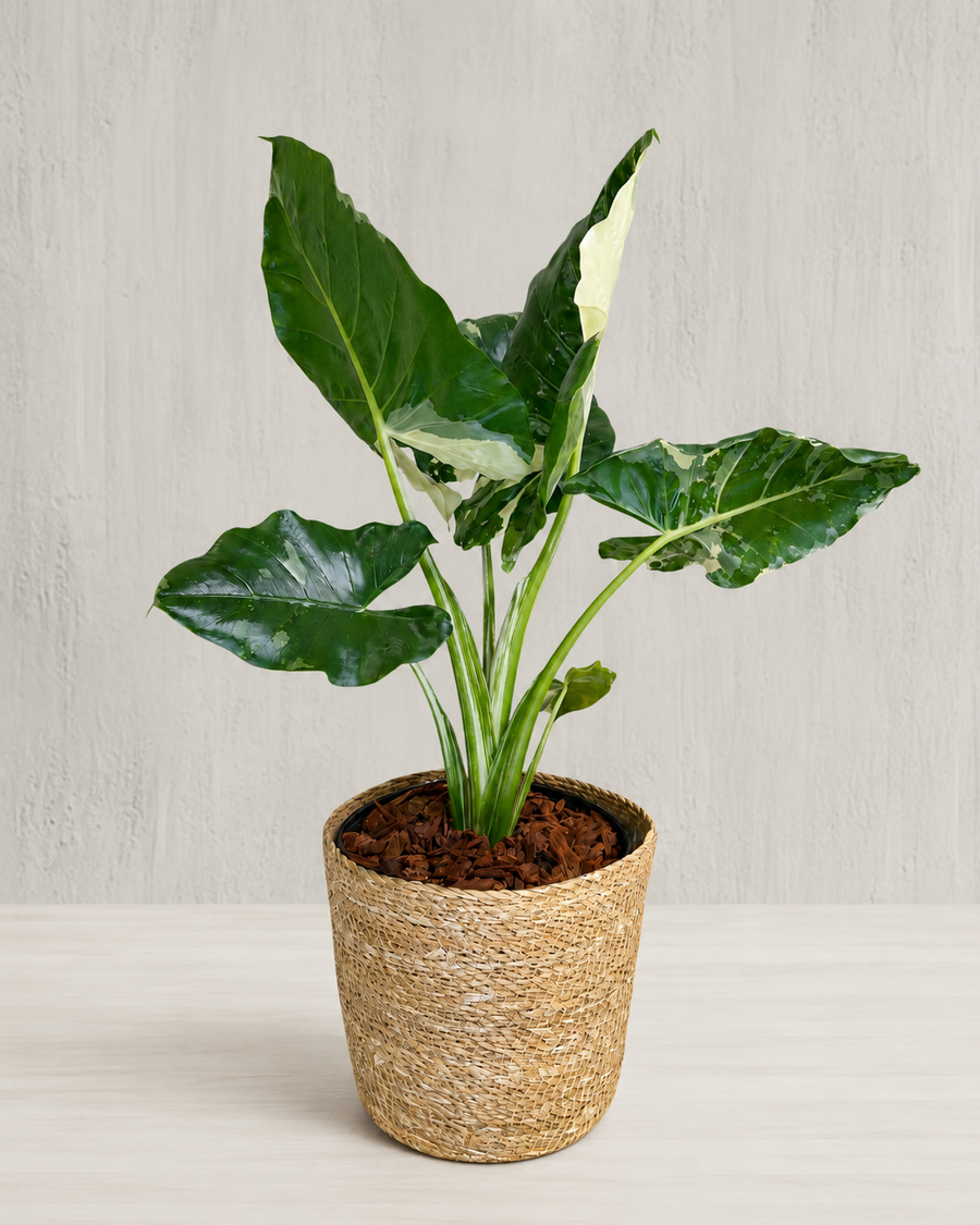 Alocasia Macrorrhiza Variegated | Rare Variegated Elephant Ear Plant