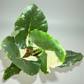 Alocasia Macrorrhiza Variegated | Rare Variegated Elephant Ear Plant