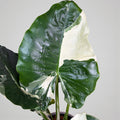 Alocasia Macrorrhiza Variegated | Rare Variegated Elephant Ear Plant