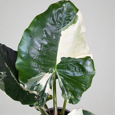Alocasia Macrorrhiza Variegated | Rare Variegated Elephant Ear Plant