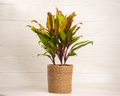 Cordyline Harlequinn Cane