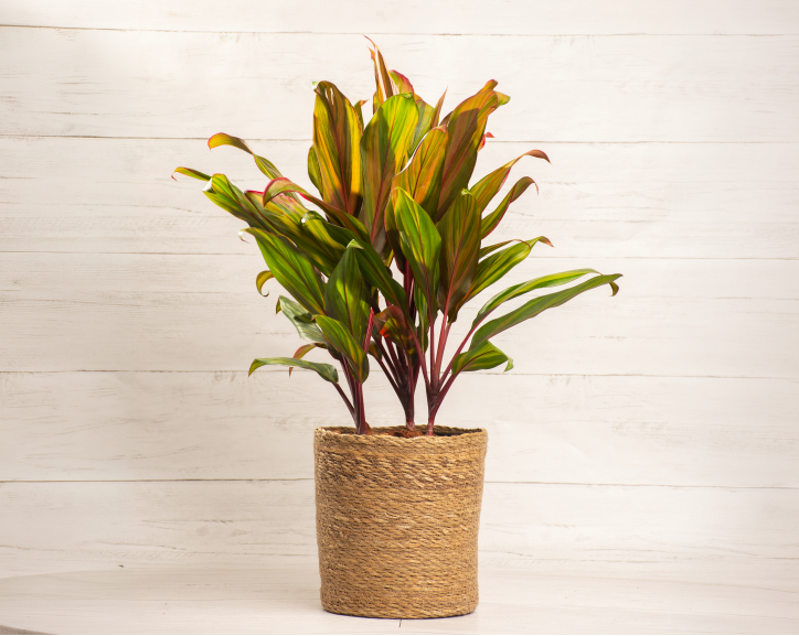 Cordyline Harlequinn Cane